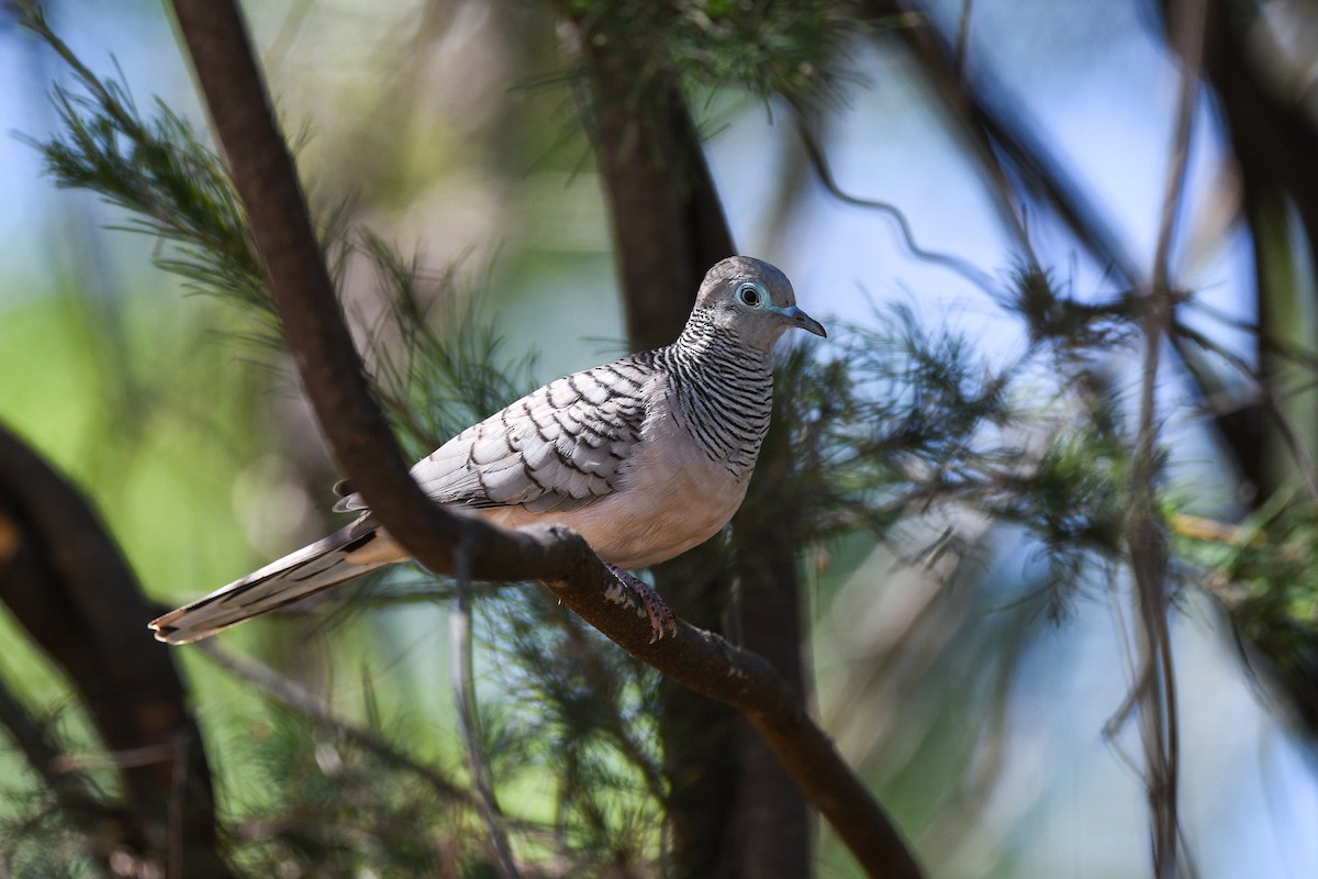 Peaceful Dove - ML640404756
