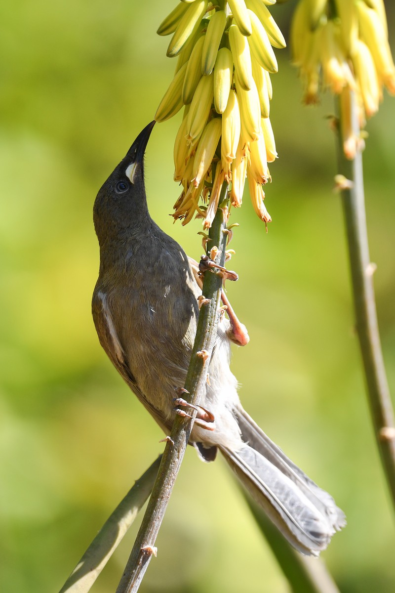White-gaped Honeyeater - ML640404764