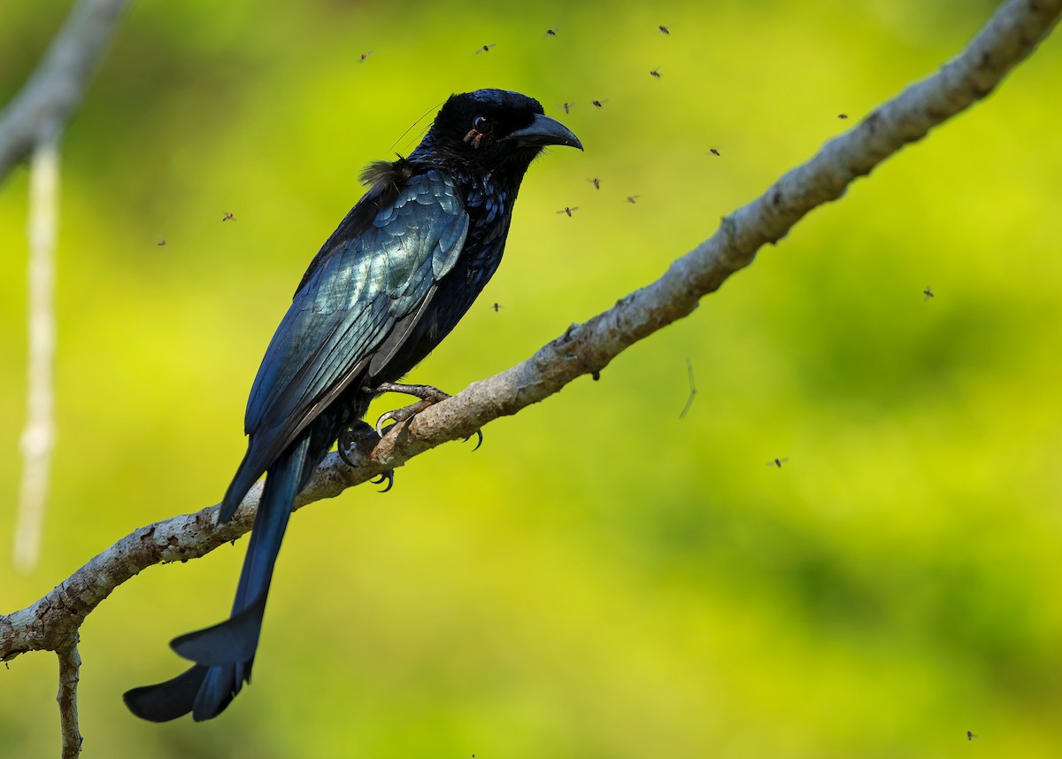 Hair-crested Drongo (Hair-crested) - ML640404780