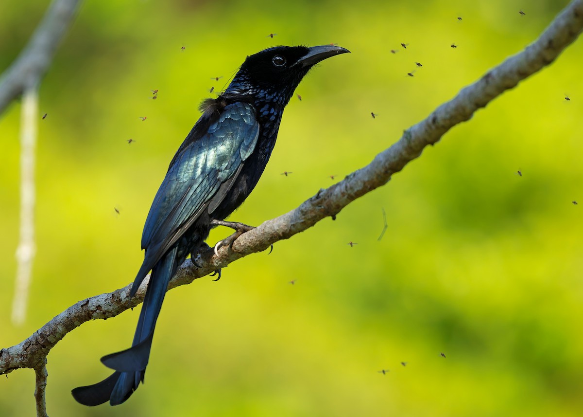 Hair-crested Drongo (Hair-crested) - ML640404781