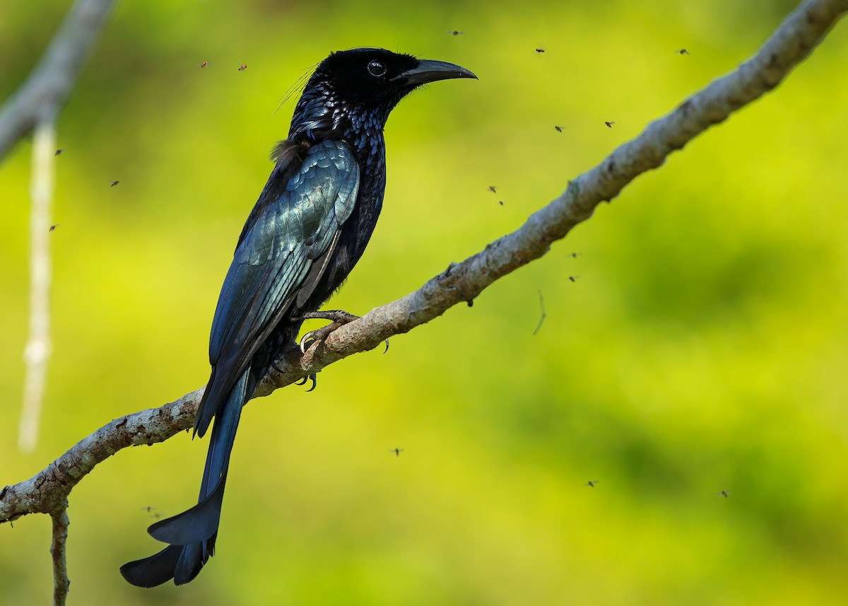 Hair-crested Drongo (Hair-crested) - ML640404782