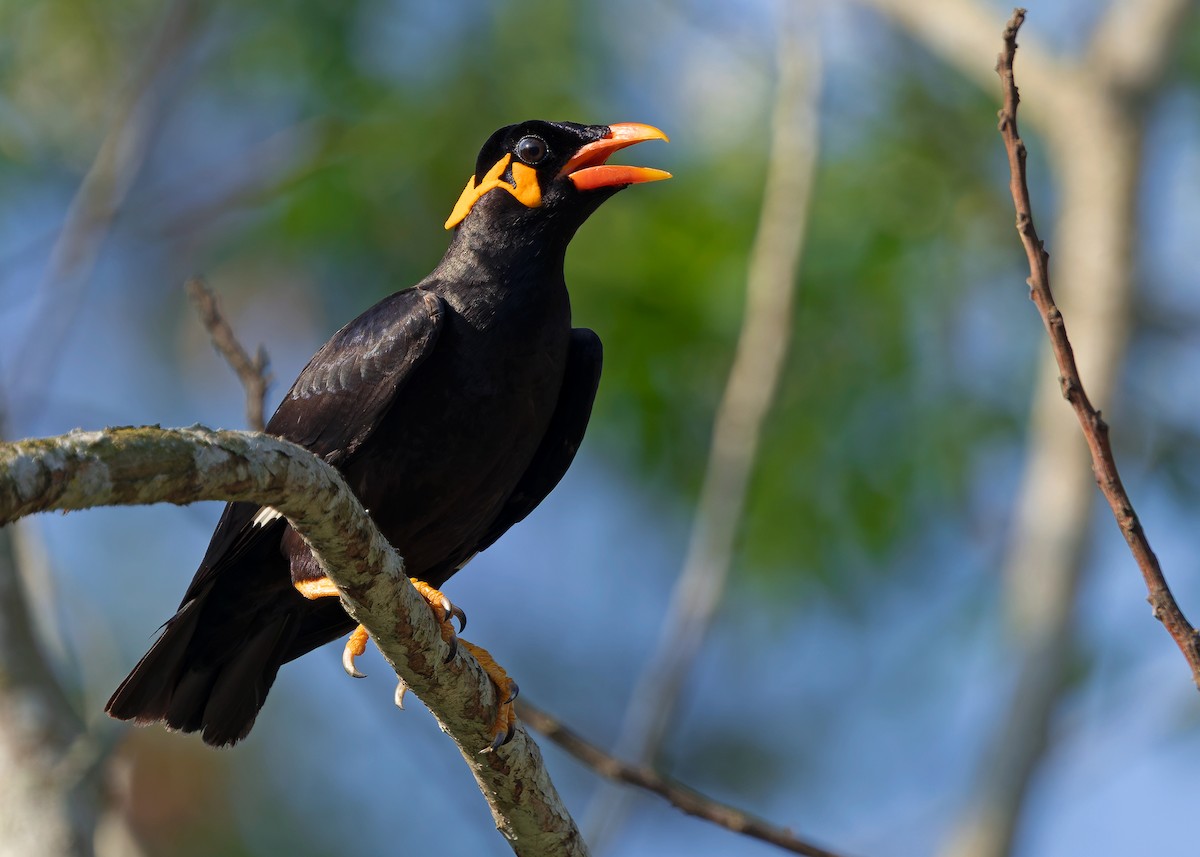 Common Hill Myna (Common) - ML640404785