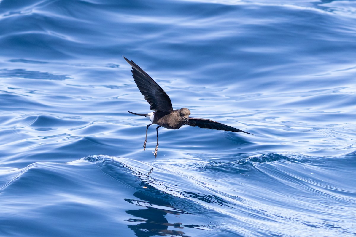 Wilson's Storm-Petrel - ML640404810