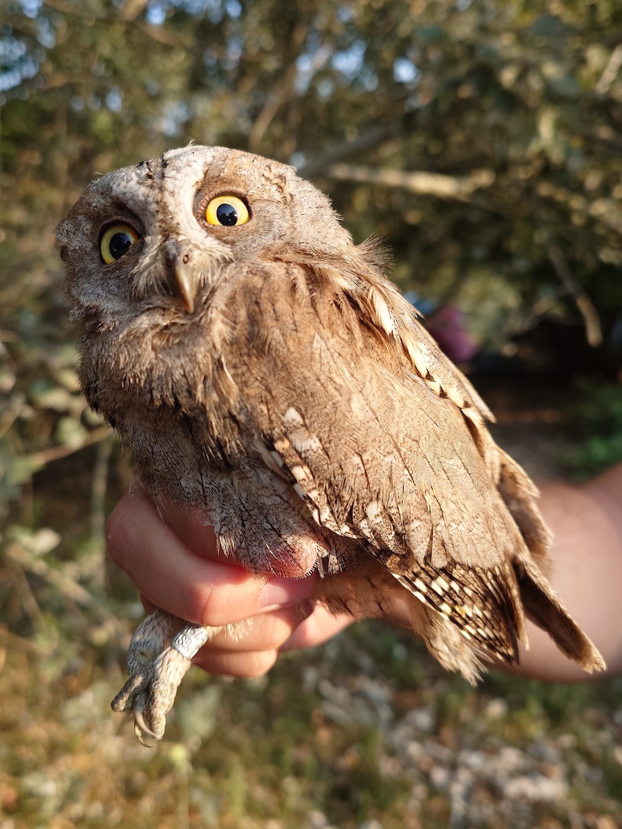Eurasian Scops-Owl - ML640404821