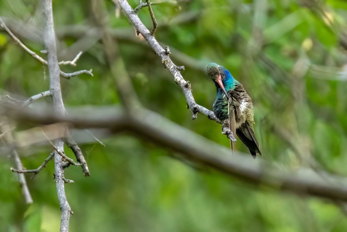 Broad-billed Hummingbird - ML640404846
