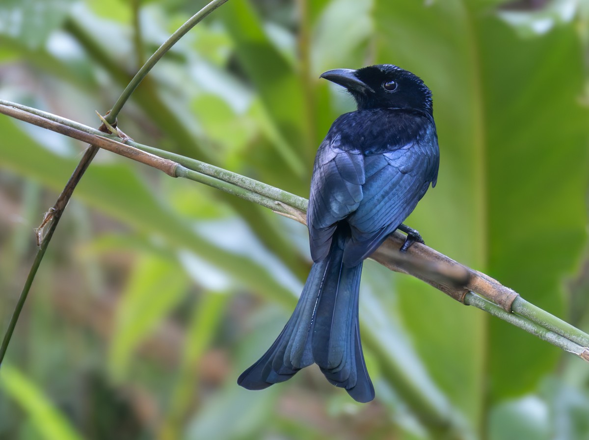 Palawan Drongo (Palawan) - ML640404866