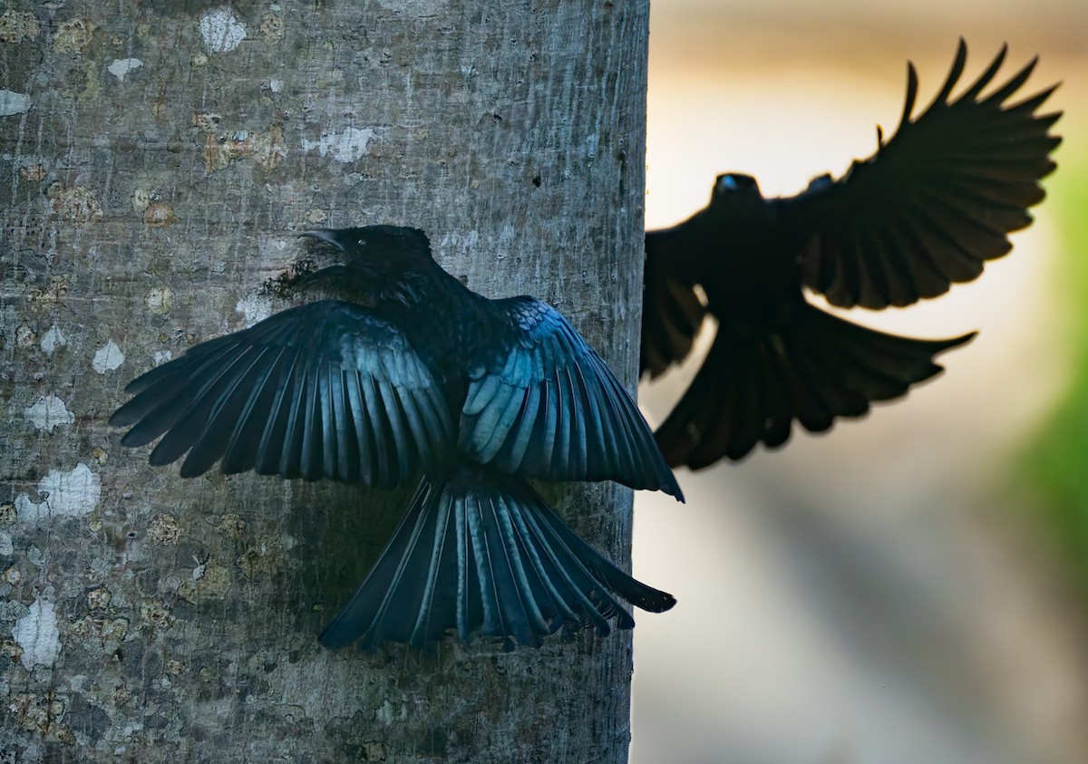 Palawan Drongo (Palawan) - ML640404868