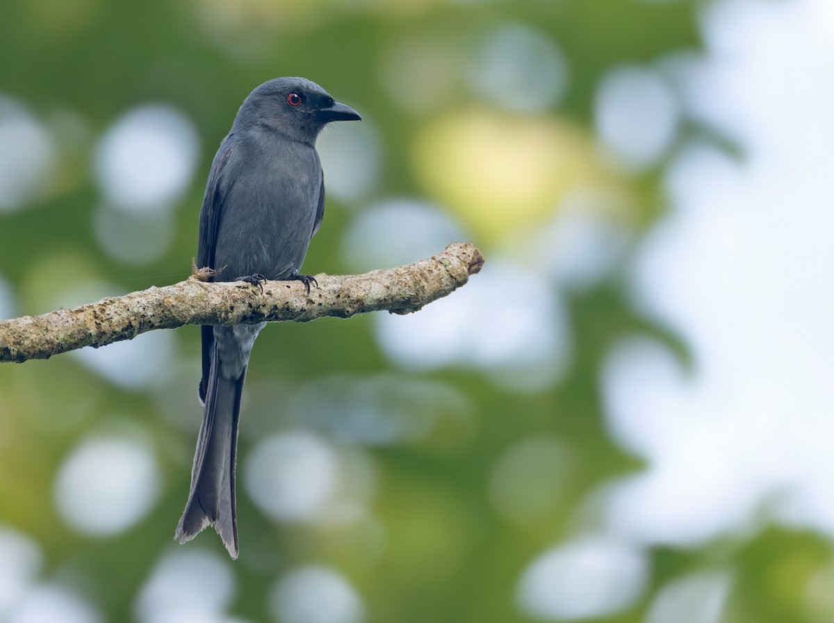 askedrongo (leucophaeus gr.) - ML640404869