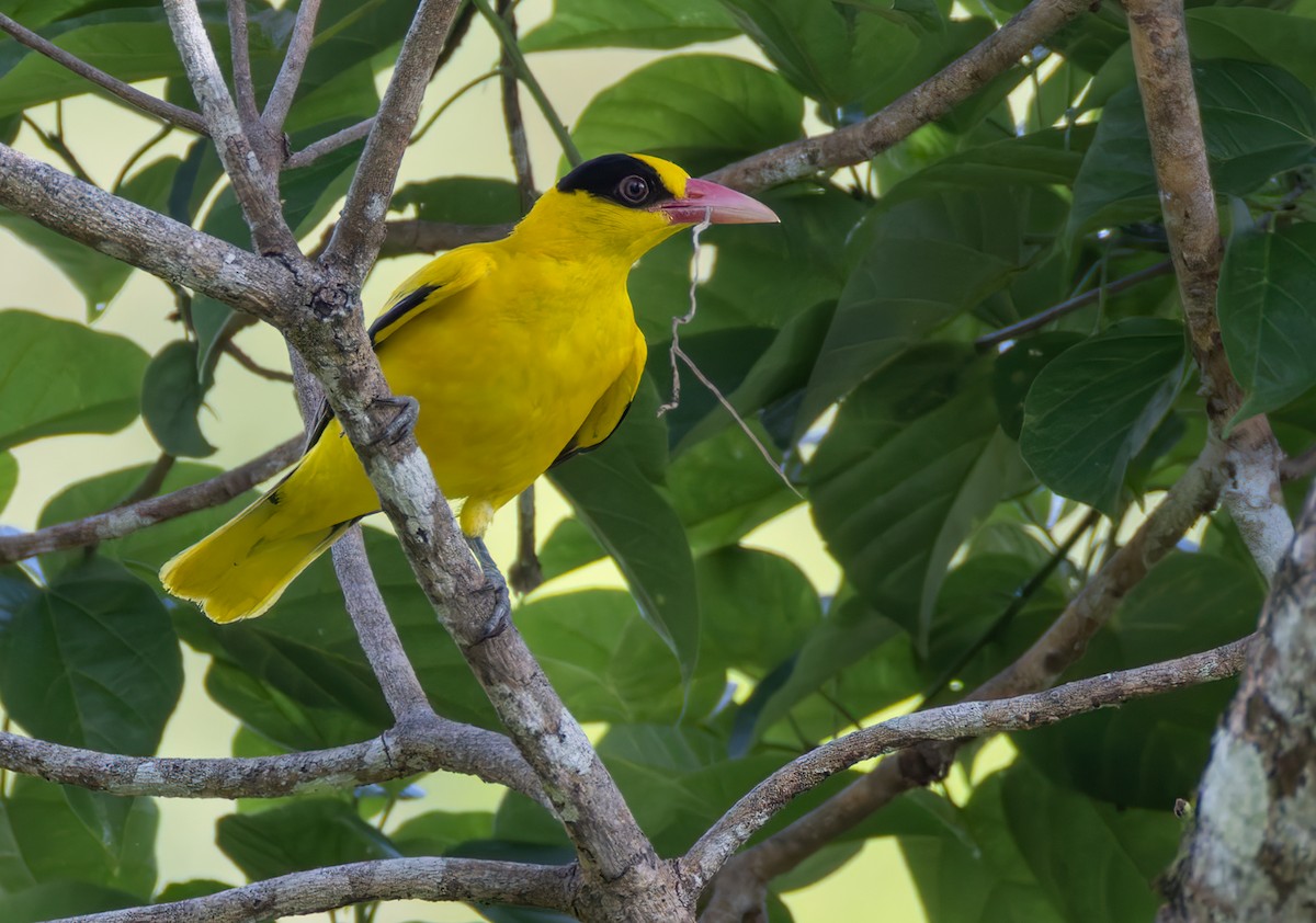 Black-naped Oriole (Philippine) - ML640404870