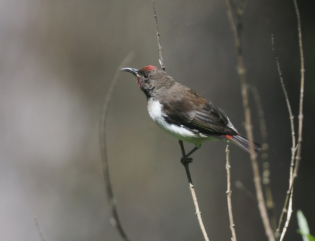 Black-breasted Myzomela - ML640404887