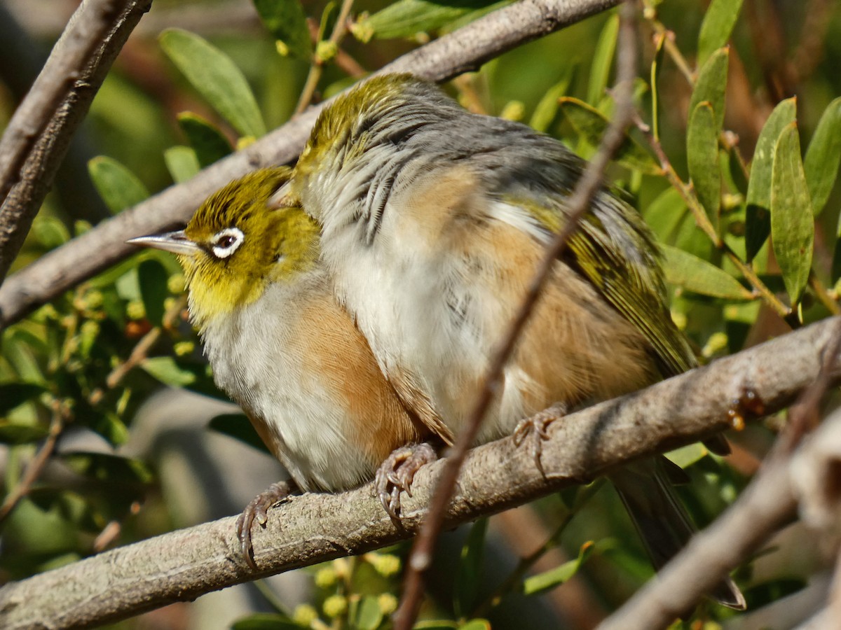 Silvereye - ML640404893