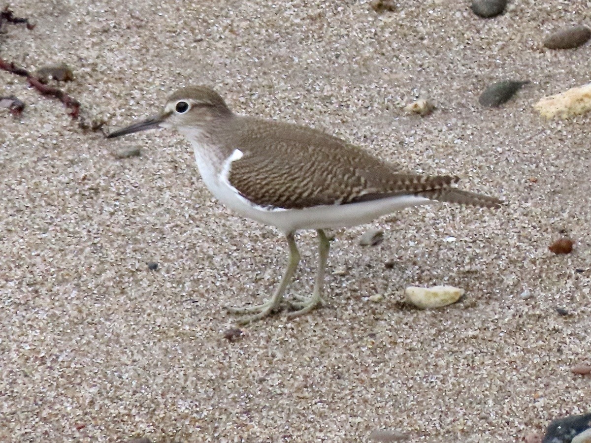 Common Sandpiper - ML640404896