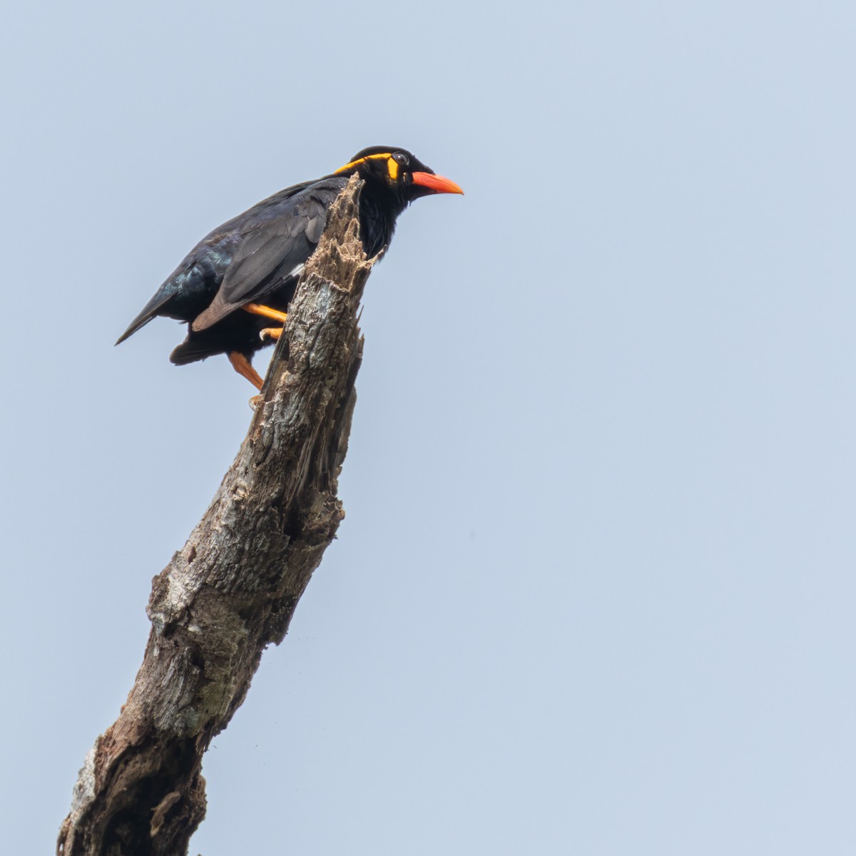 Common Hill Myna (Common) - ML640404912