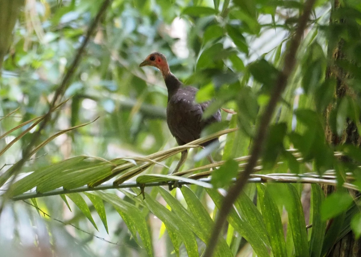Philippinen-Großfußhuhn - ML640404926