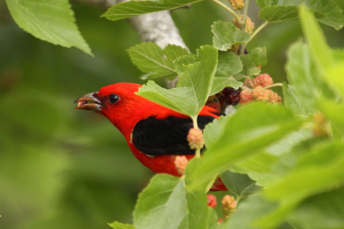 Scarlet Tanager - ML640404933