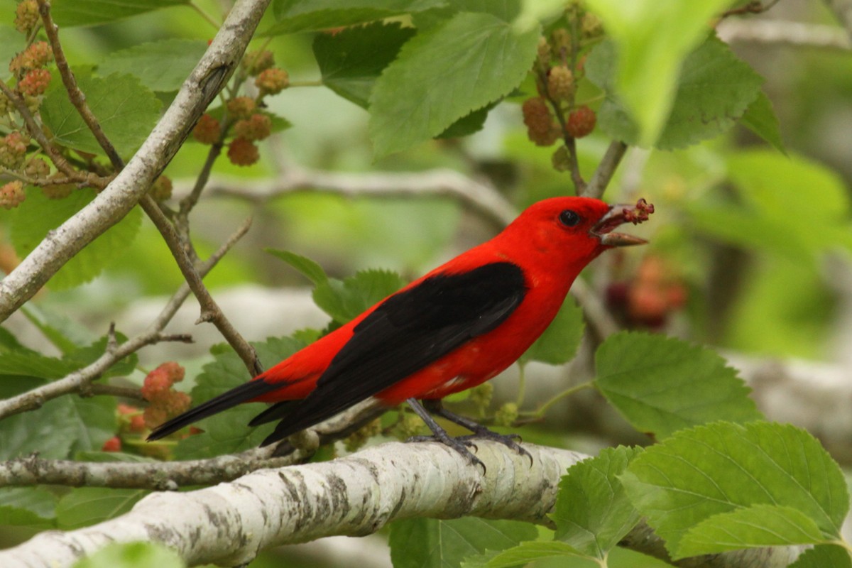 Scarlet Tanager - ML640404934