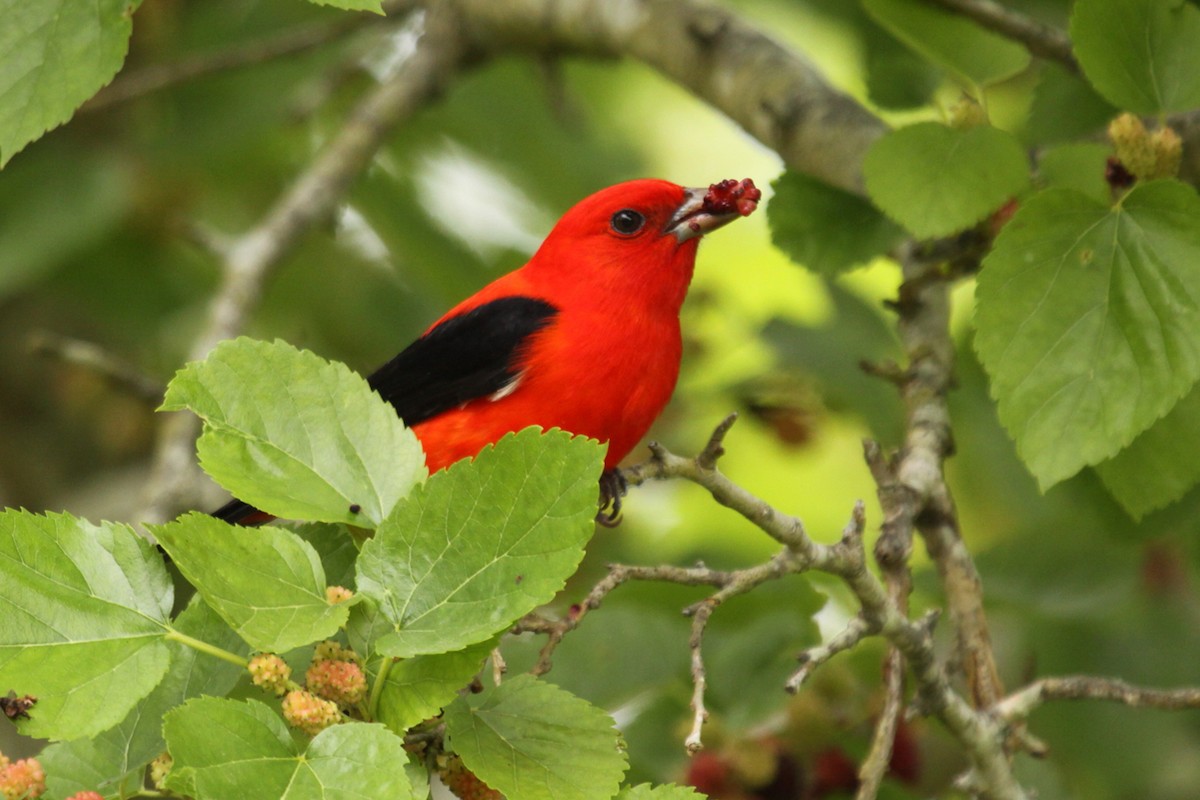 Scarlet Tanager - ML640404935