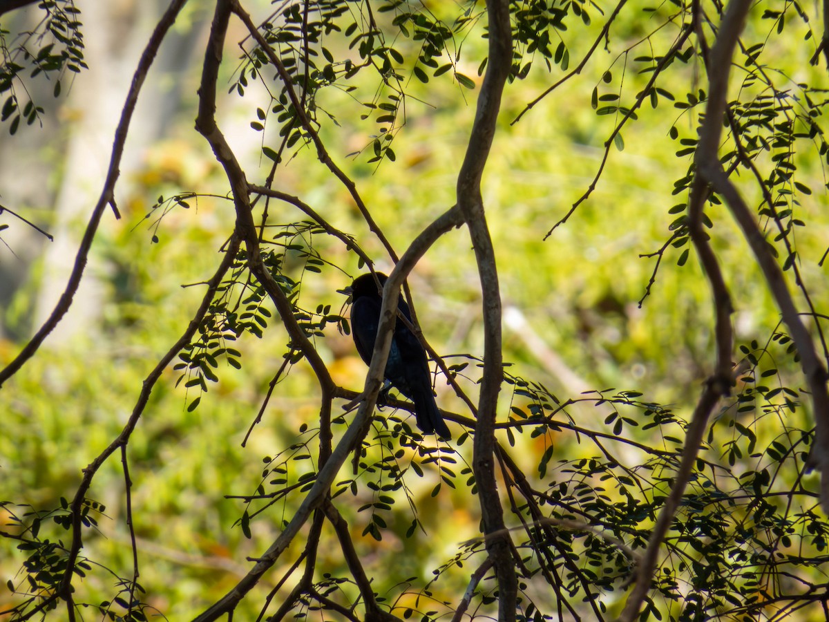 Shiny Cowbird - ML640404946