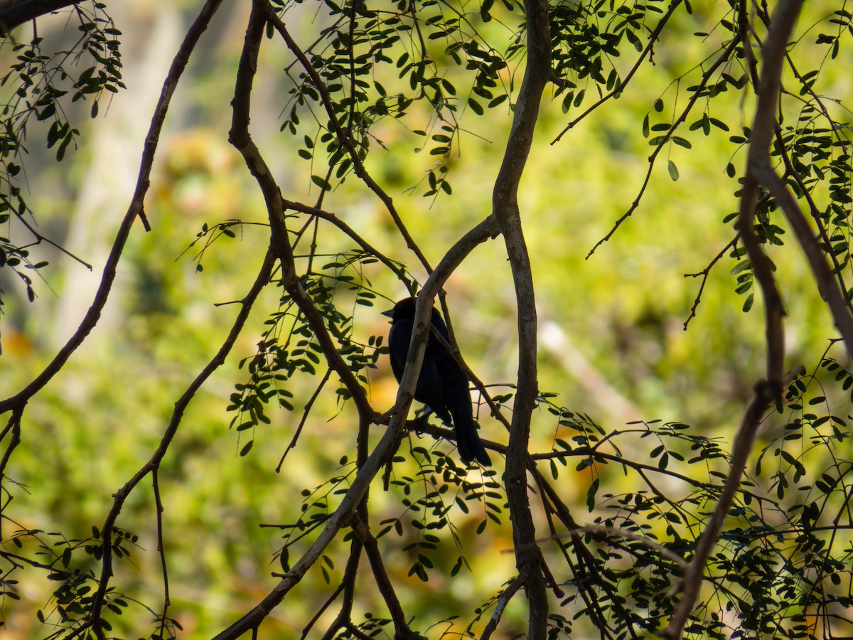Shiny Cowbird - ML640404947