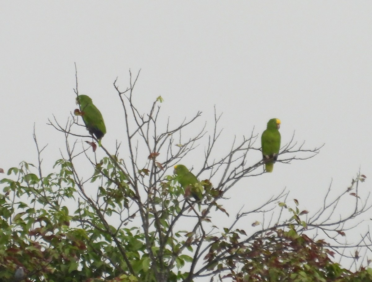Yellow-crowned Amazon - ML640404955