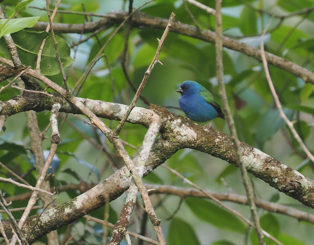 Tricolored Parrotfinch - ML640405022