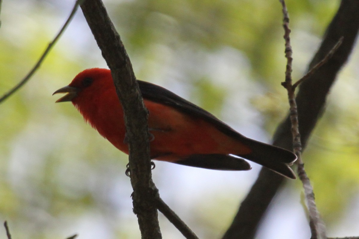 Scarlet Tanager - ML640405023