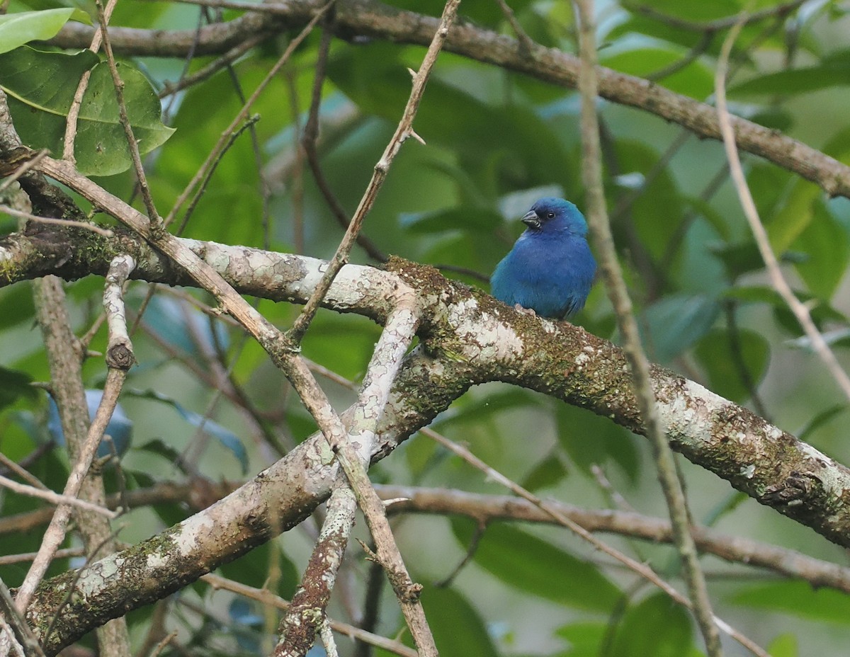 Tricolored Parrotfinch - ML640405030