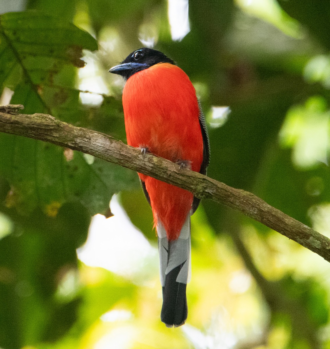 Rotbürzeltrogon - ML640405042