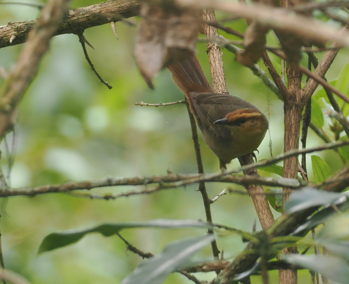 Buff-banded Bushbird - ML640405047