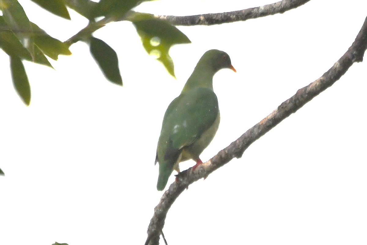 Claret-breasted Fruit-Dove - ML640405050