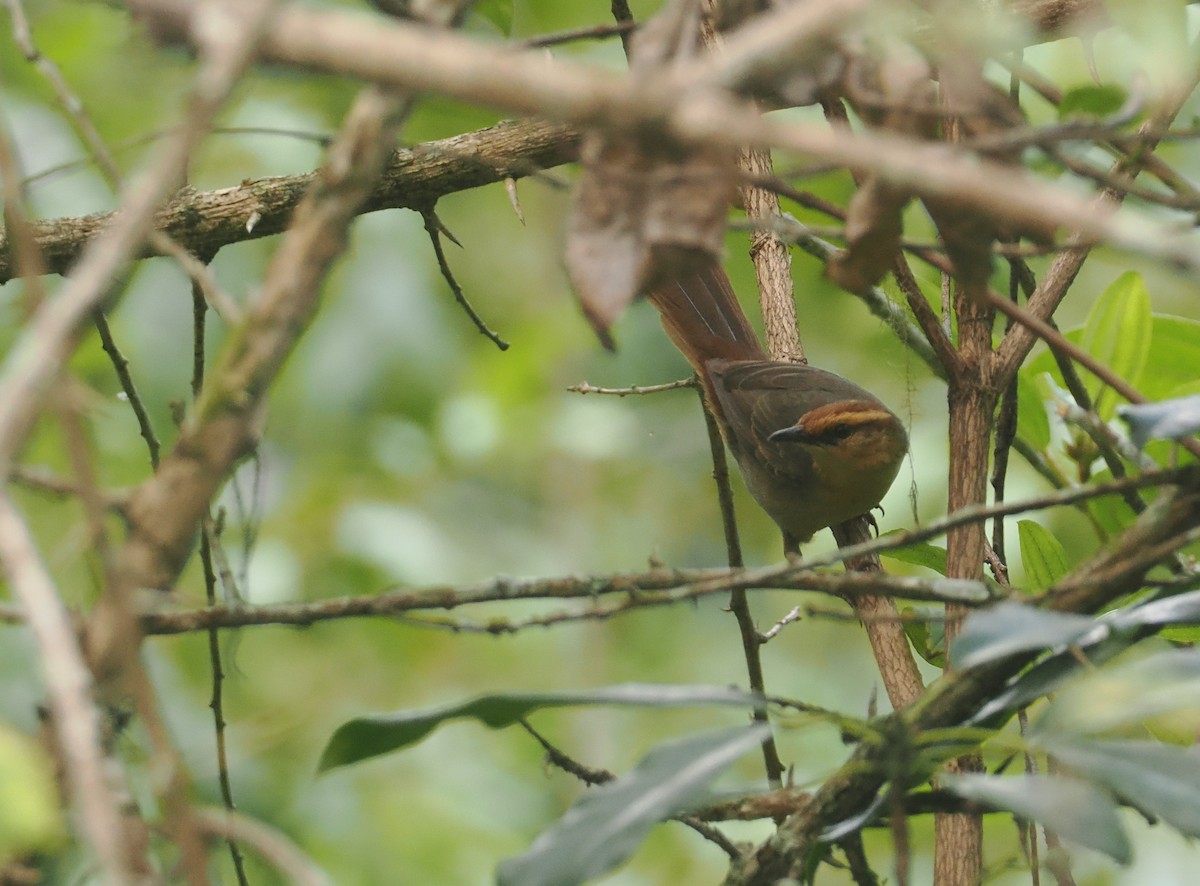 Buff-banded Bushbird - ML640405063