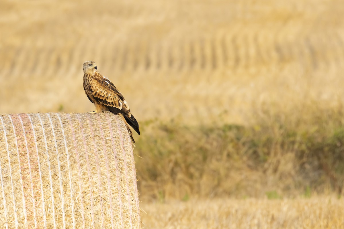Red Kite - ML640405073
