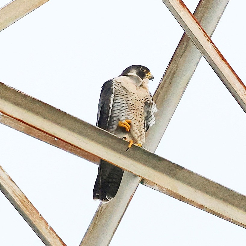 Peregrine Falcon - ML640405074