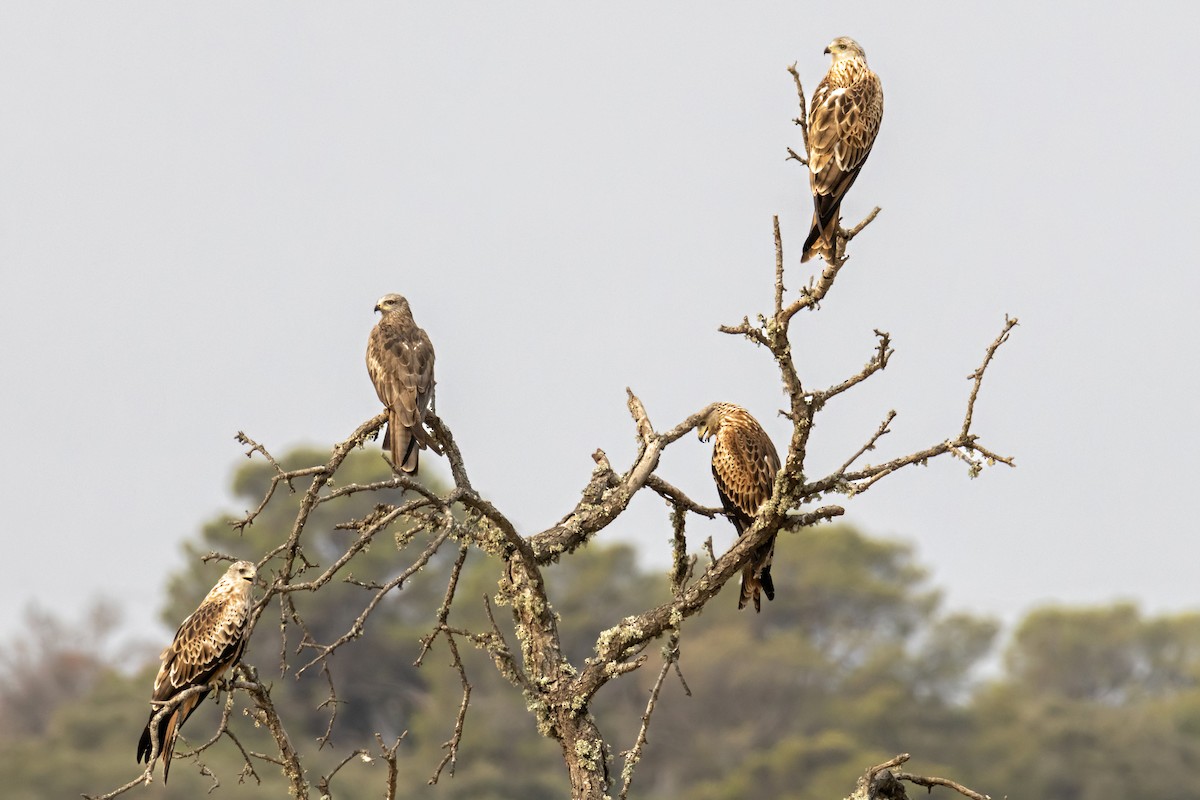 Black Kite - ML640405077