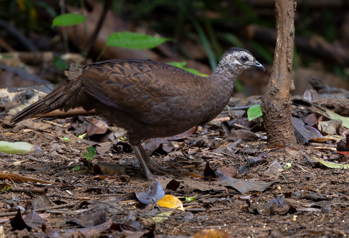 Palawanpfaufasan - ML640405090