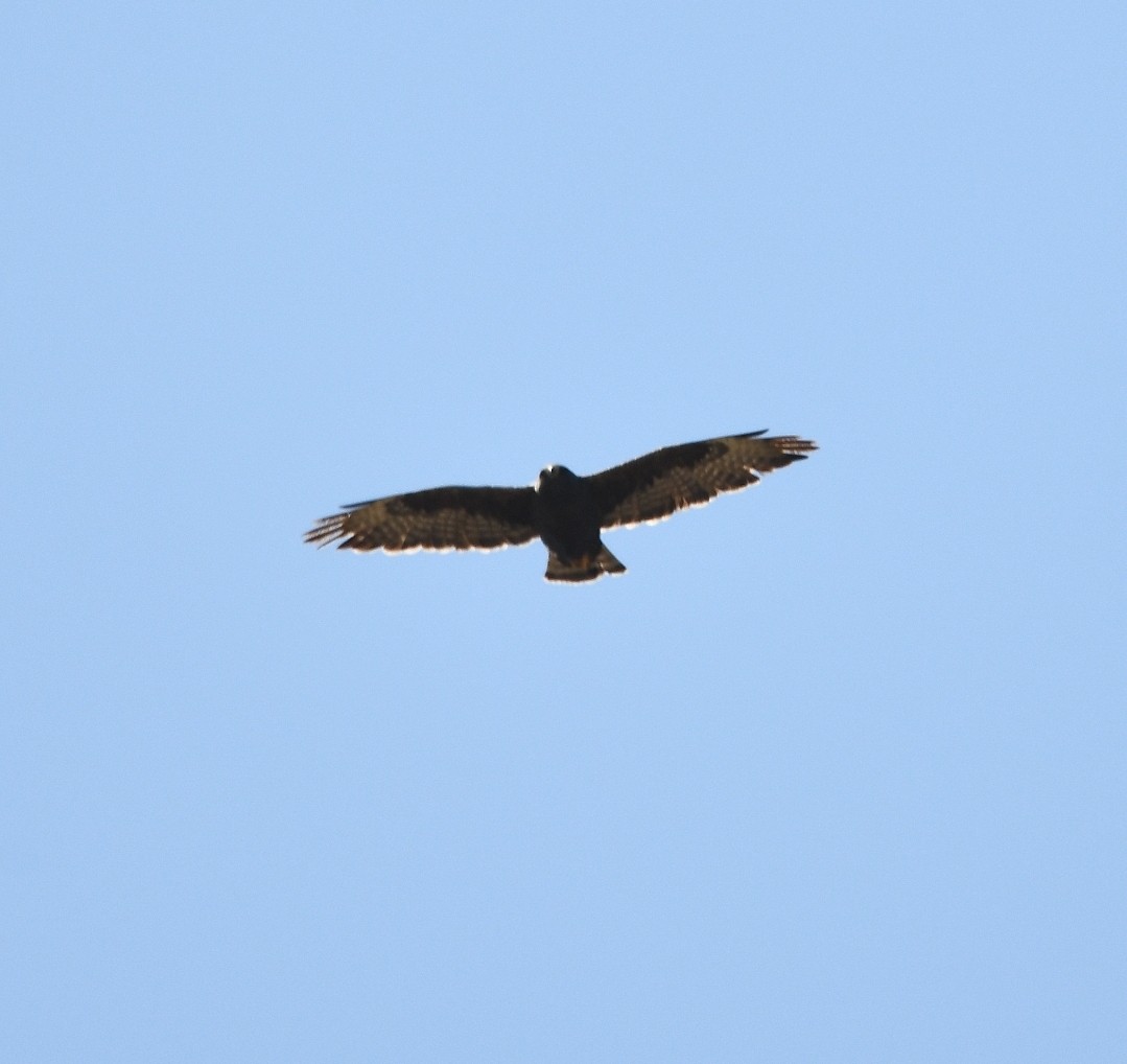 Short-tailed Hawk - ML640405127