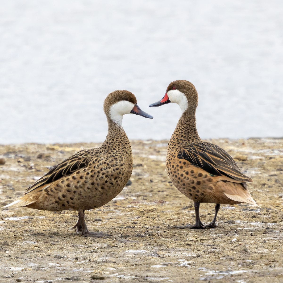 White-cheeked Pintail - ML640405147
