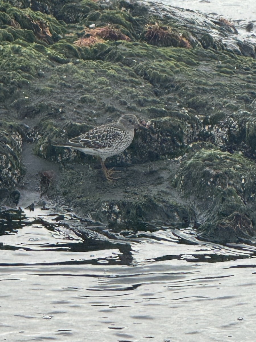 Purple Sandpiper - ML640405152