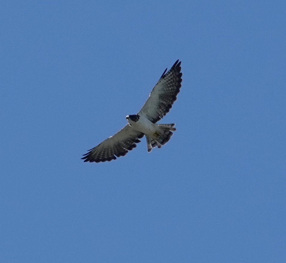 Short-tailed Hawk - ML640405155