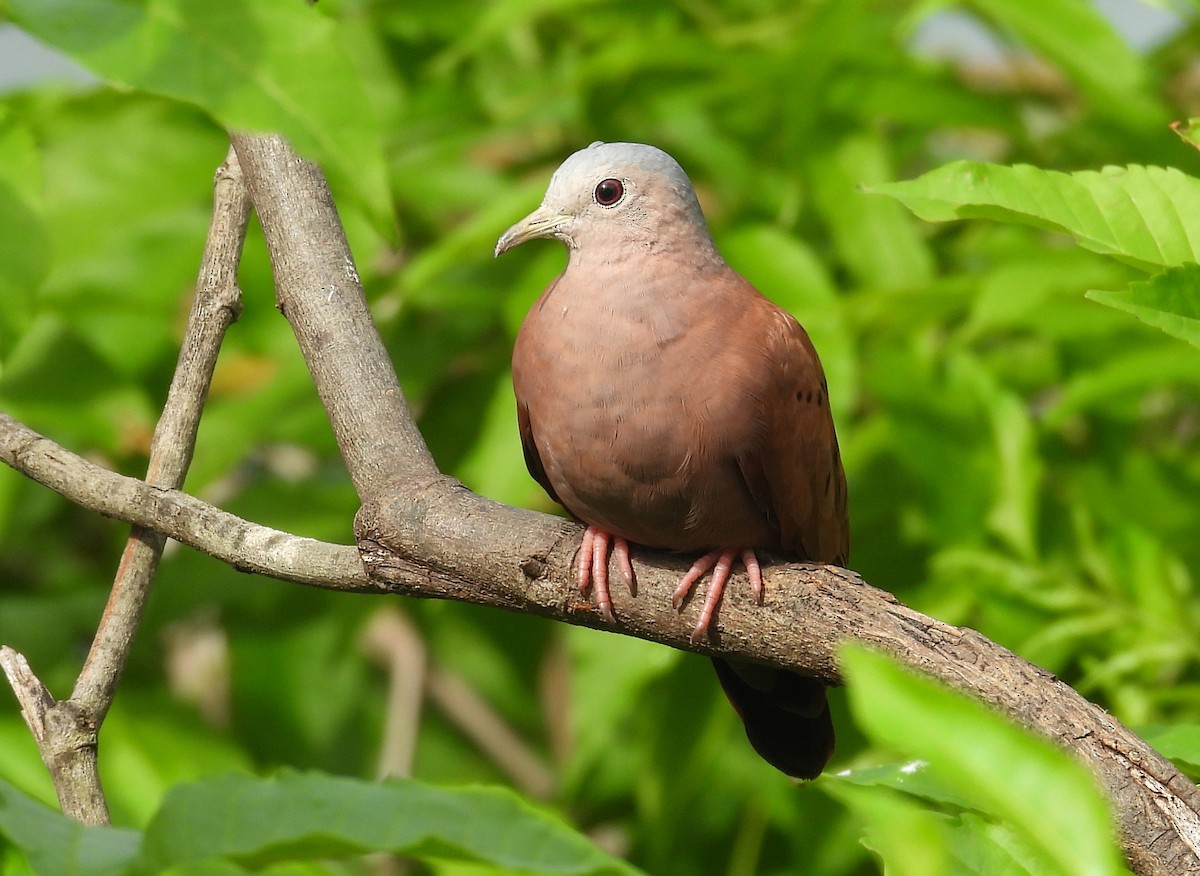 Ruddy Ground Dove - ML640405164