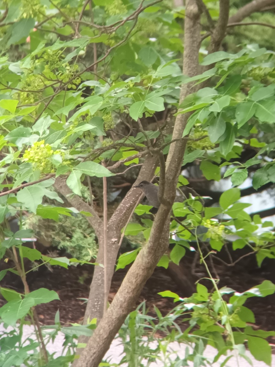 Кошачий пересмешник - ML640405211