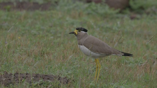 キトサカゲリ - ML640405241