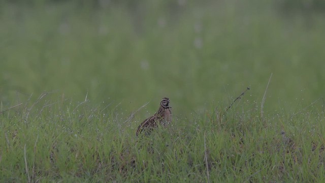 Rain Quail - ML640405245