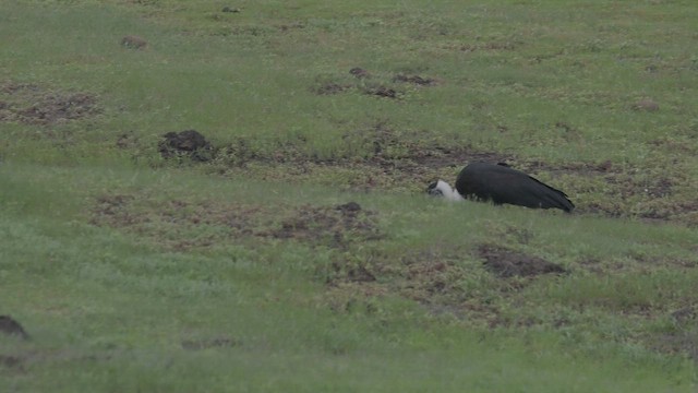 Asian Woolly-necked Stork - ML640405255
