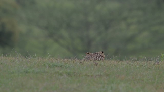 stepokur indický - ML640405262