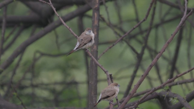 Indian Silverbill - ML640405273