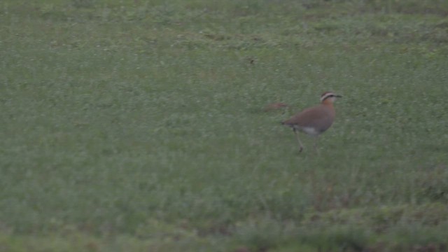 Indian Courser - ML640405280