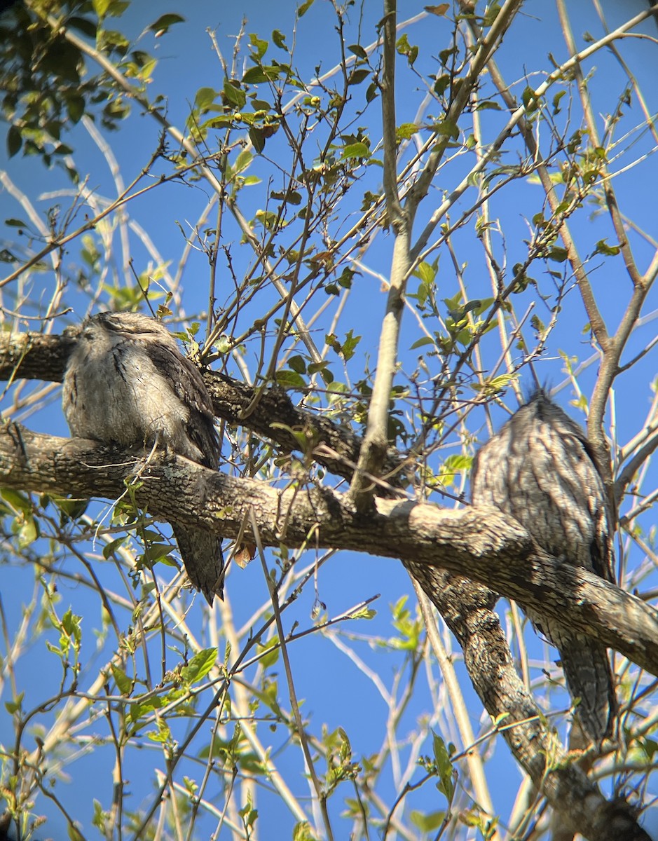 Tawny Frogmouth - ML640405362