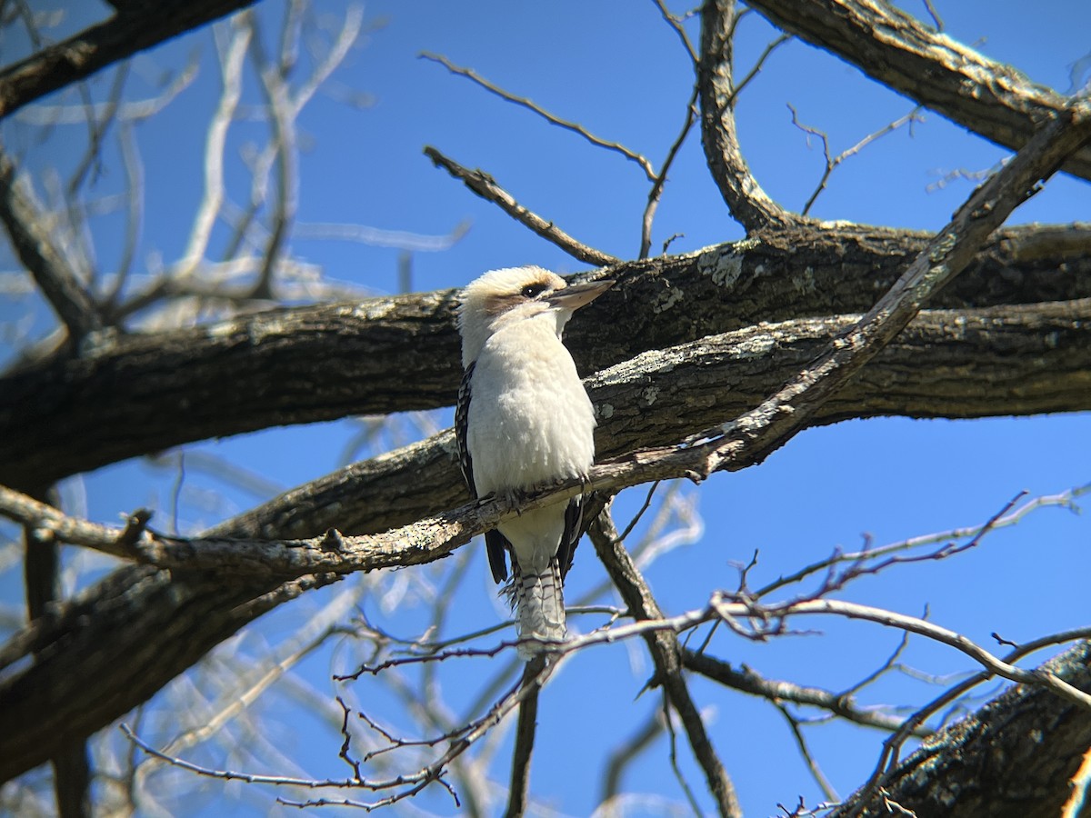 Laughing Kookaburra - ML640405368