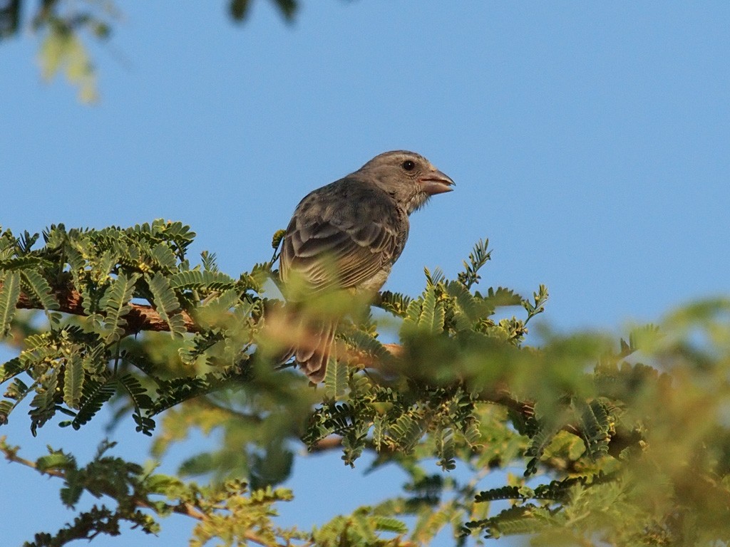 Yellow-rumped Serin - ML640405388